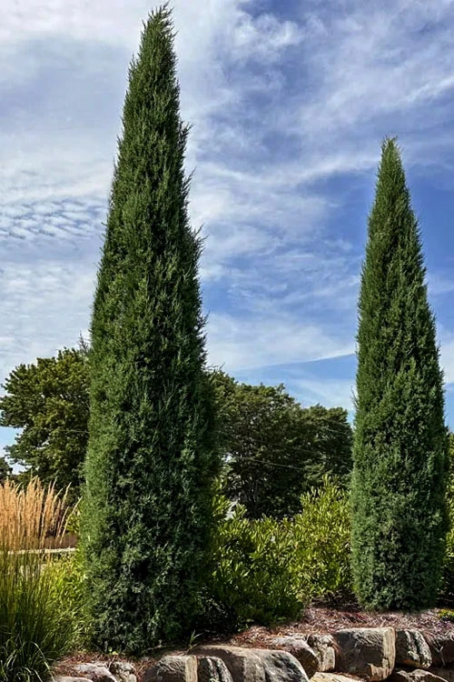 Taylor Juniper (Columnar Eastern Red Cedar) - 6 Pack Of 1 Gallon Pots 6 Taylor Juniper (Columnar Eastern Red Cedar) - 6 Pack Of 1 Gallon Pots - Image 6