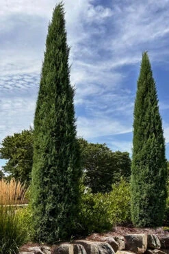 Taylor Juniper (Columnar Eastern Red Cedar) - 2 Gallon Pot -Wilson Bros Gardens juniperus virginiana taylor juniper 9