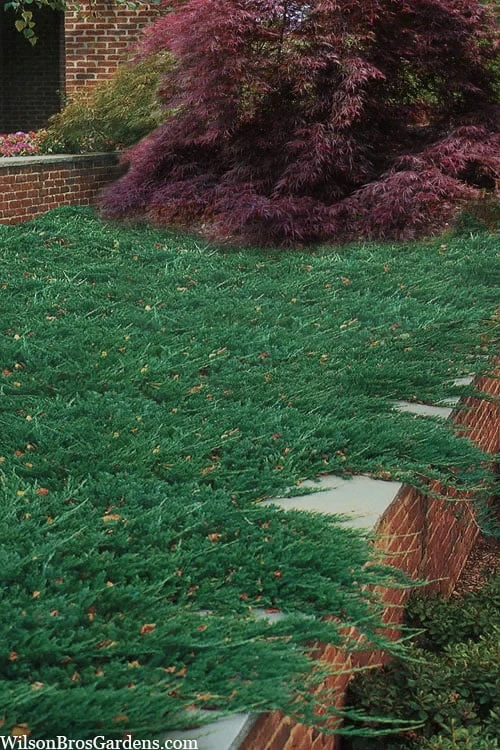 Blue Rug Juniper - 1 Gallon Pot 1 Blue Rug Juniper - 1 Gallon Pot