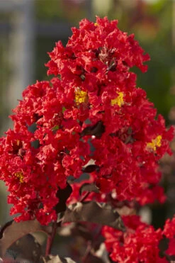 Black Diamond Best Red Crape Myrtle (Multi Trunk) - 3 Gallon Pot -Wilson Bros Gardens lagerstroemia black diamond best red crape myrtle tree 2