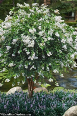 Acoma Weeping White Crape Myrtle - 3 Gallon Pot (4-5'+)