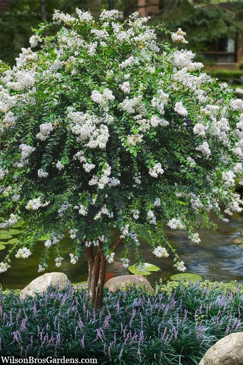 Acoma Weeping White Crape Myrtle - 3 Gallon Pot (4-5'+) 1 Acoma Weeping White Crape Myrtle - 3 Gallon Pot (4-5'+)