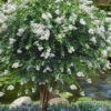 Acoma Weeping White Crape Myrtle - 7 Gallon Pot (5-6')