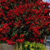 Dynamite Red Crape Myrtle - 7 Gallon Pot (4-5')