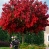 Dynamite Red Crape Myrtle Tree (Single Trunk) - 7 Gallon Pot (5.5-6.5')