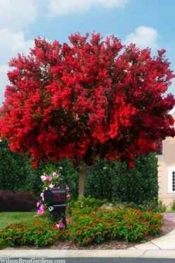 Dynamite Red Crape Myrtle Tree (Single Trunk) - 7 Gallon Pot (5.5-6.5')