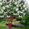 Natchez White Crape Myrtle - 6 Pack Of 1 Gallon Pots