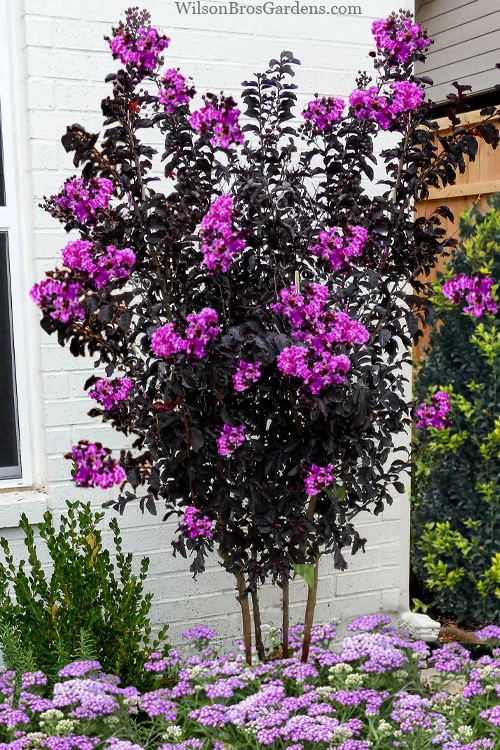 Black Diamond 'Purely Purple' Crape Myrtle Tree (Multi Trunk) - 7 Gallon Pot 1 Black Diamond 'Purely Purple' Crape Myrtle Tree (Multi Trunk) - 7 Gallon Pot