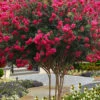 Tuscarora Watermelon Red Crape Myrtle - 3 Gallon Pot