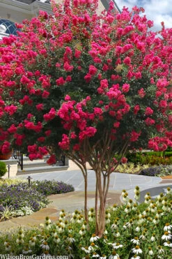 Tuscarora Watermelon Red Crape Myrtle - 3 Gallon Pot