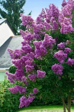 Twilight Purple Crape Myrtle - 1 Gallon Pot -Wilson Bros Gardens lagerstroemia indica twilight purple crape myrtle tree 1
