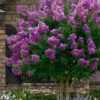 Twilight Purple Crape Myrtle - 7 Gallon Pot (6-7')