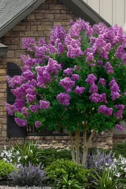Twilight Purple Crape Myrtle - 7 Gallon Pot (6-7')