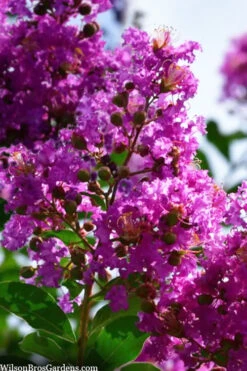 Twilight Purple Crape Myrtle - 7 Gallon Pot (6-7') -Wilson Bros Gardens lagerstroemia indica twilight purple crape myrtle tree 102 1