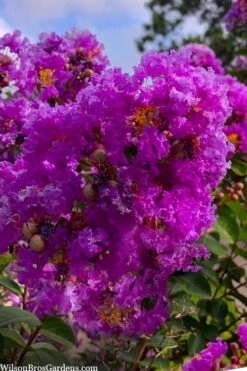 Twilight Purple Crape Myrtle - 7 Gallon Pot (4-5') -Wilson Bros Gardens lagerstroemia indica twilight purple crape myrtle tree 103 1