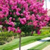 Pink Velour Crape Myrtle (Single Trunk Tree Form) - 7 Gallon Pot (5-6')