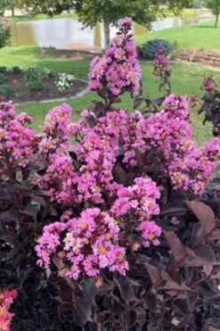 Thunderstruck Lavender-Blast Crape Myrtle Tree - 5 Gallon Pot -Wilson Bros Gardens lagerstroemia thunderstruck lavender blast crape myrtle 1