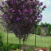Thunderstruck Lavender-Blast Crape Myrtle Tree - 5 Gallon Pot