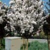 Thunderstruck White Lightning Crape Myrtle - 6 Pack Of 1 Gallon Pots
