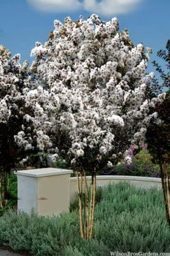 Thunderstruck White Lightning Crape Myrtle - 6 Pack Of 1 Gallon Pots