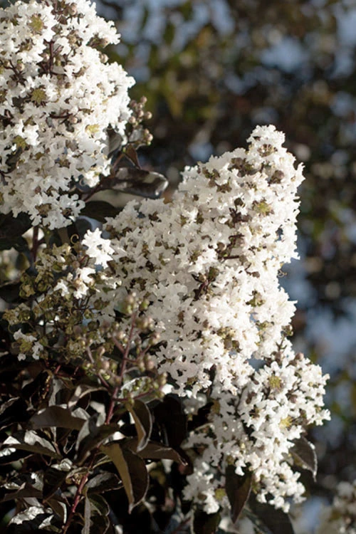 Thunderstruck White Lightning Crape Myrtle - 6 Pack Of 1 Gallon Pots 4 Thunderstruck White Lightning Crape Myrtle - 6 Pack Of 1 Gallon Pots - Image 4