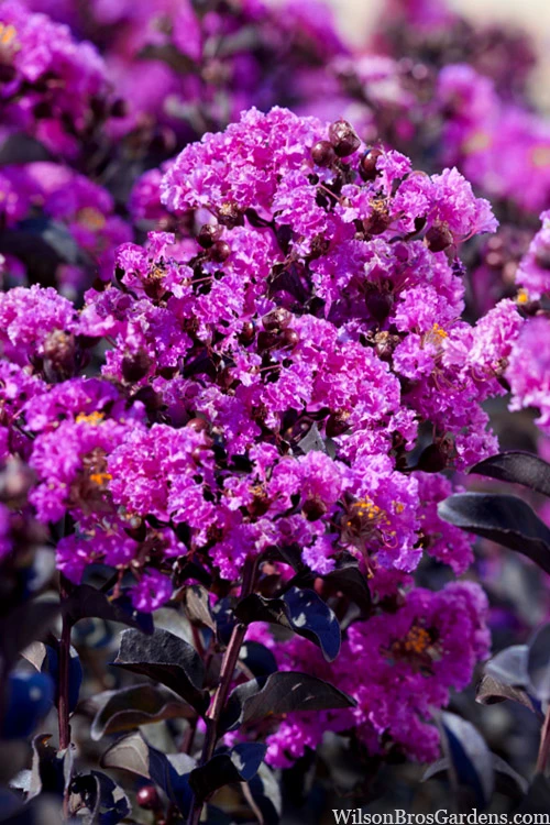Black Diamond 'Purely Purple' Crape Myrtle Tree (Multi Trunk) - 7 Gallon Pot 4 Black Diamond 'Purely Purple' Crape Myrtle Tree (Multi Trunk) - 7 Gallon Pot - Image 4