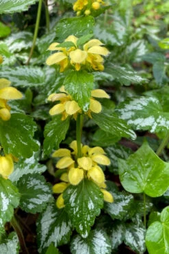 Yellow Archangel (Lamiastrum Galeobdolon) - 5 Pack Of Quart Pots -Wilson Bros Gardens lamiastrum galeobdolon yellow archangel 1