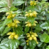 Yellow Archangel (Lamiastrum Galeobdolon) - 5 Pack Of Quart Pots