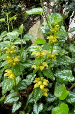 Yellow Archangel (Lamiastrum Galeobdolon) - 10 Pack Of Quart Pots -Wilson Bros Gardens lamiastrum galeobdolon yellow archangel 3 1