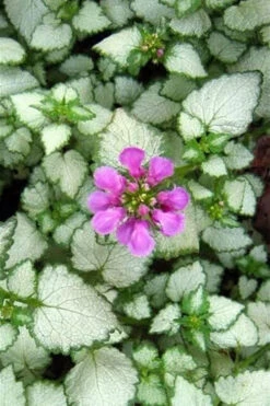 Red Nancy Lamium - 5 Pack Of Pint Pots -Wilson Bros Gardens lamium maculatam red nancy spotted dead nettle 2