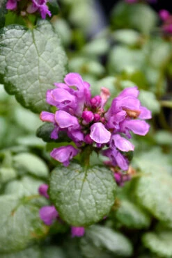 Red Nancy Lamium - 5 Pack Of Pint Pots -Wilson Bros Gardens lamium maculatam red nancy spotted dead nettle 3
