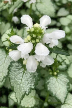 White Nancy Lamium - 5 Pack Of Pint Pots -Wilson Bros Gardens lamium maculatam white nancy spotted dead nettle 100 1