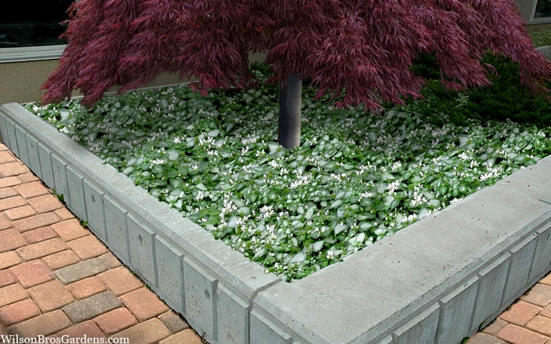 Purple Dragon Lamium - 6 Pack Of Pint Pots 7 Purple Dragon Lamium - 6 Pack Of Pint Pots - Image 7