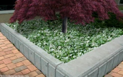 Purple Dragon Lamium - 1 Gallon Pot -Wilson Bros Gardens lamium maculatam white nancy spotted dead nettle 105