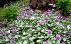 Purple Dragon Lamium - 1 Gallon Pot -Wilson Bros Gardens lamium maculatum purple dragon 4