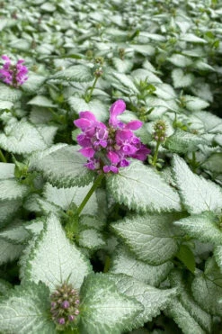 Purple Dragon Lamium - 6 Pack Of Pint Pots 12 Purple Dragon Lamium - 6 Pack Of Pint Pots -Wilson Bros Gardens lamium maculatum purple dragon 7 1