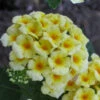 Chapel Hill Yellow Hardy Lantana - 1 Gallon Pot