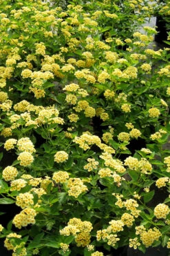 Chapel Hill Yellow Hardy Lantana - 1 Gallon Pot -Wilson Bros Gardens lantana chapel hill yellow 20
