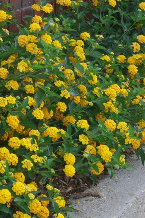New Gold Hardy Lantana - 5 Pack Of Pint Pots 4 New Gold Hardy Lantana - 5 Pack Of Pint Pots - Image 4