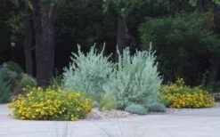 New Gold Hardy Lantana - 1 Gallon Pot 10 New Gold Hardy Lantana - 1 Gallon Pot -Wilson Bros Gardens lantana new gold 11 1