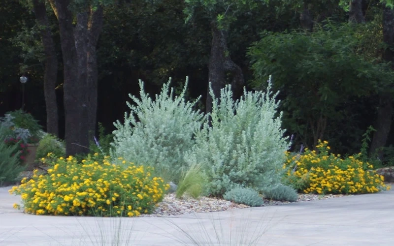 New Gold Hardy Lantana - 5 Pack Of Quart Pots 5 New Gold Hardy Lantana - 5 Pack Of Quart Pots - Image 5