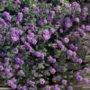 Trailing Lavender Lantana - 5 Pack Of Quart Pots