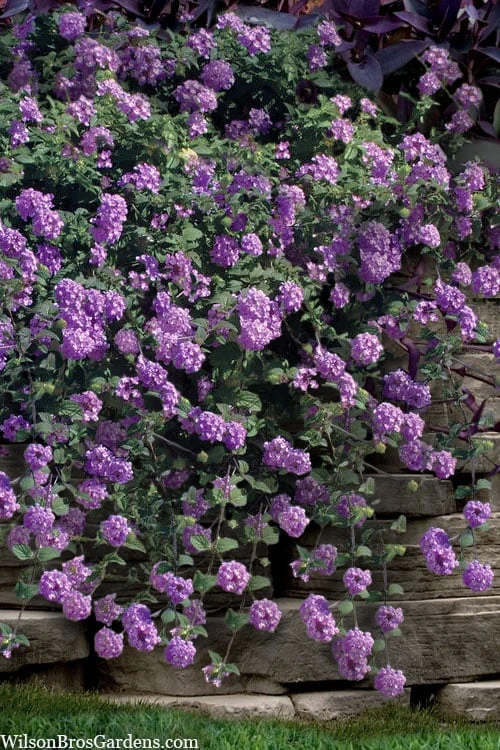 Trailing Lavender Lantana - 1 Gallon Pot 1 Trailing Lavender Lantana - 1 Gallon Pot