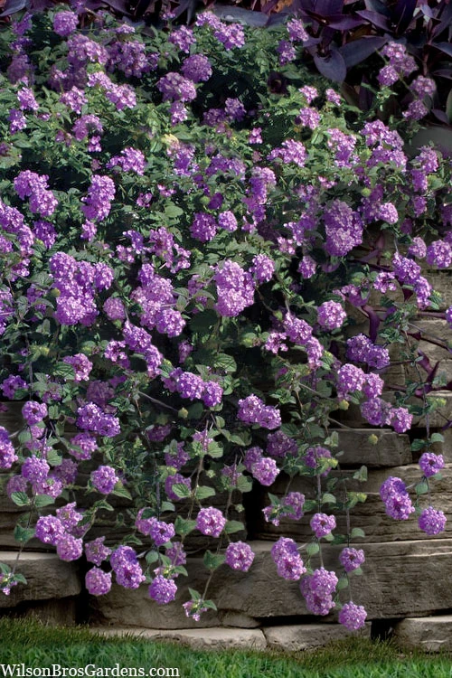 Trailing Lavender Lantana - 18 Pack Of Pint Pots 1 Trailing Lavender Lantana - 18 Pack Of Pint Pots