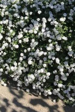 Trailing White Lantana - 1 Gallon Pot -Wilson Bros Gardens lantana trailing white 10