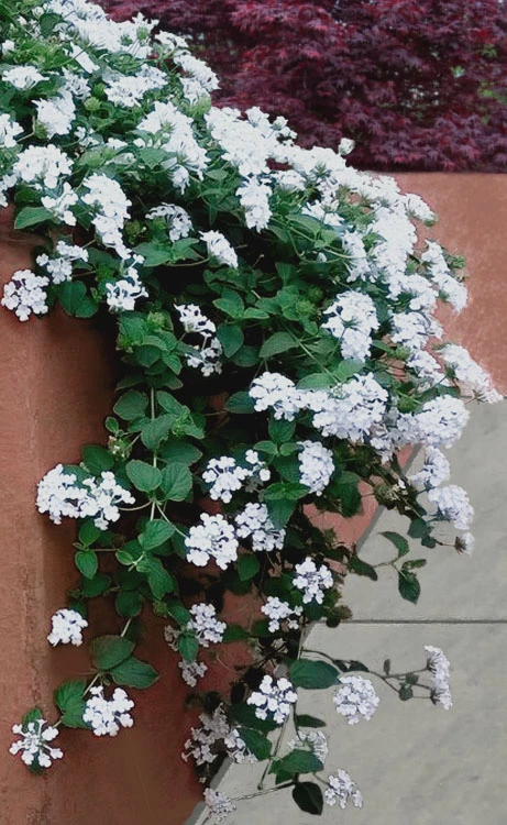 Trailing White Lantana - 5 Pack Of Pint Pots 1 Trailing White Lantana - 5 Pack Of Pint Pots