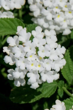 Trailing White Lantana - 1 Gallon Pot -Wilson Bros Gardens lantana trailing white 7