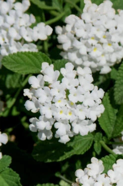 Trailing White Lantana - 1 Gallon Pot -Wilson Bros Gardens lantana trailing white 8