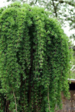 Puli Weeping European Larch (Larix Decidua) - 5 Gallon Pot -Wilson Bros Gardens larix decidua puli european larch tree 1