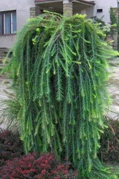 Puli Weeping European Larch (Larix Decidua) - 5 Gallon Pot